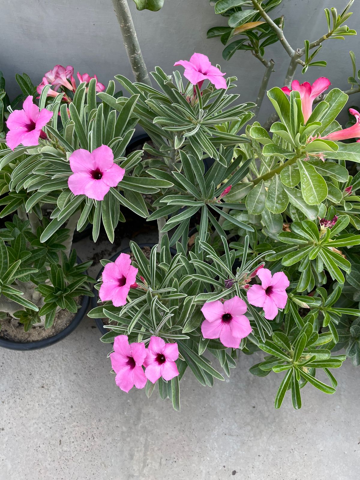 Adenium Swazicum (3+ Year) - Image 9