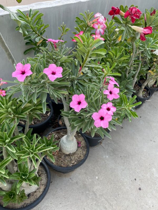 Adenium Swazicum (3+ Year)