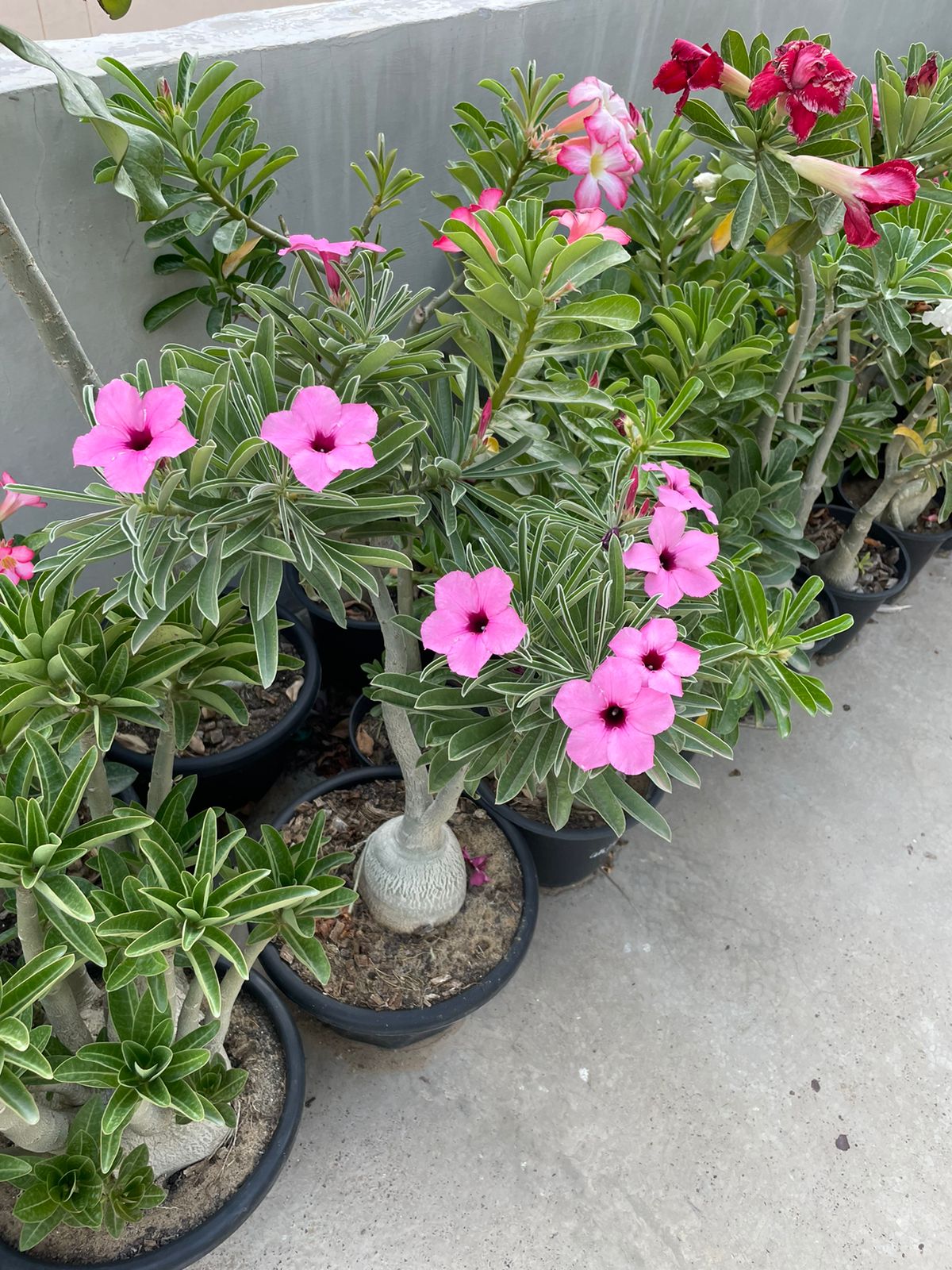 Adenium Swazicum (3+ Year)