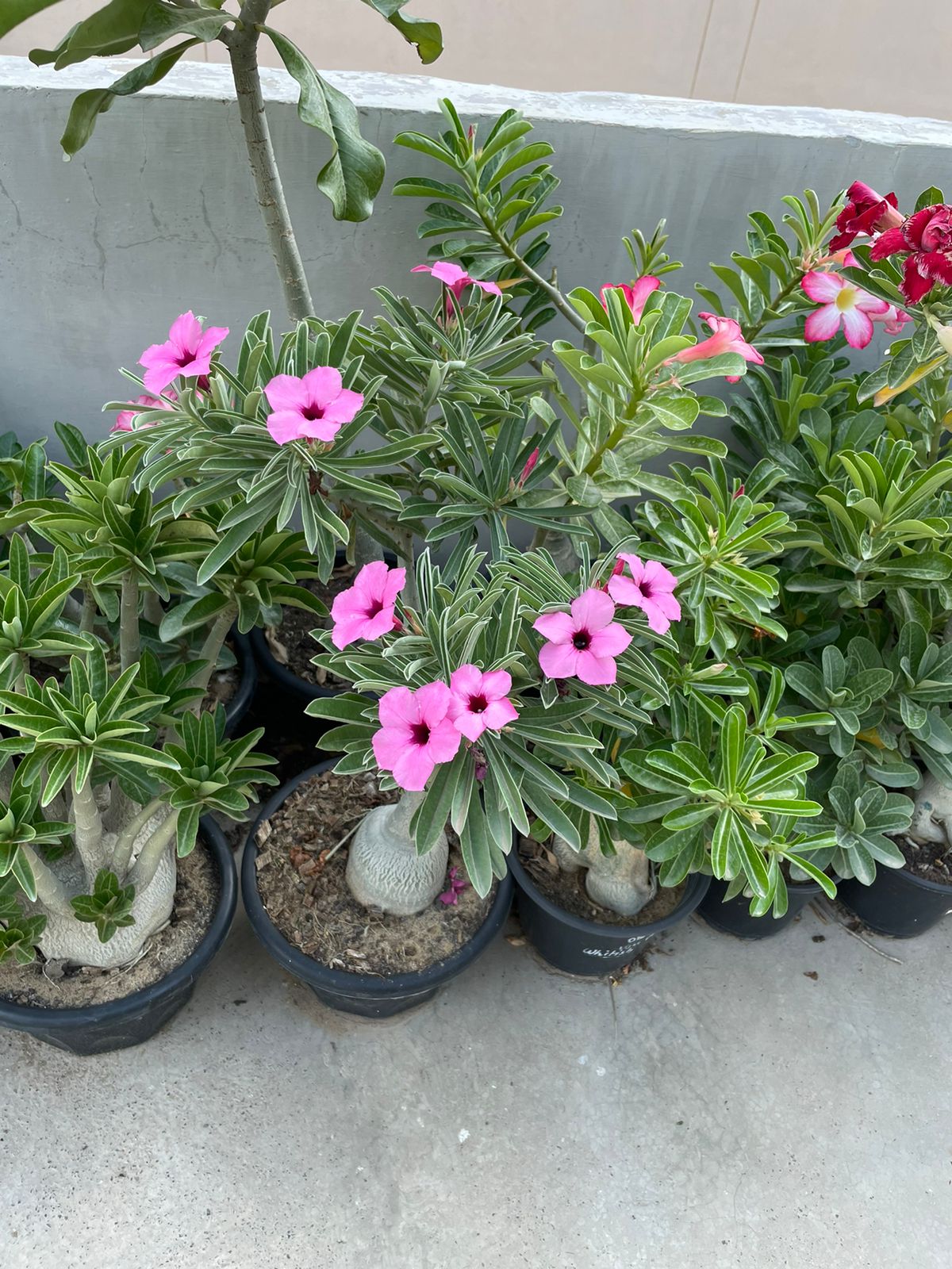 Adenium Swazicum (3+ Year) - Image 7
