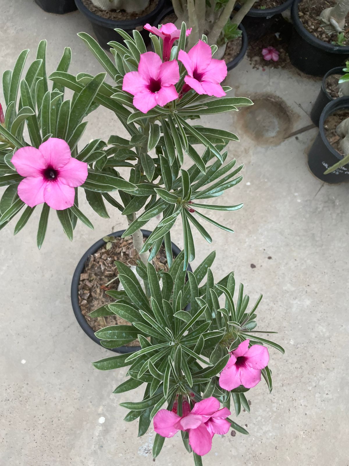 Adenium Swazicum (3+ Year) - Image 6