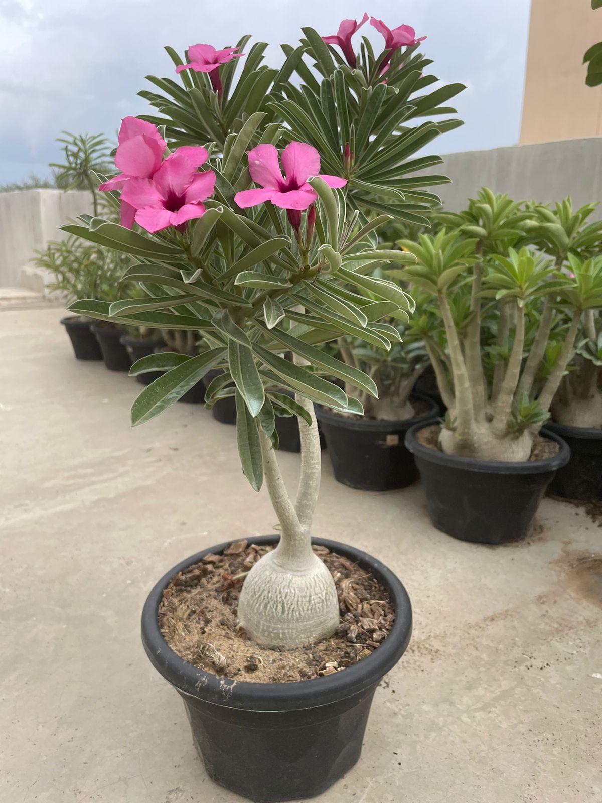 Adenium Swazicum (3+ Year) - Image 5