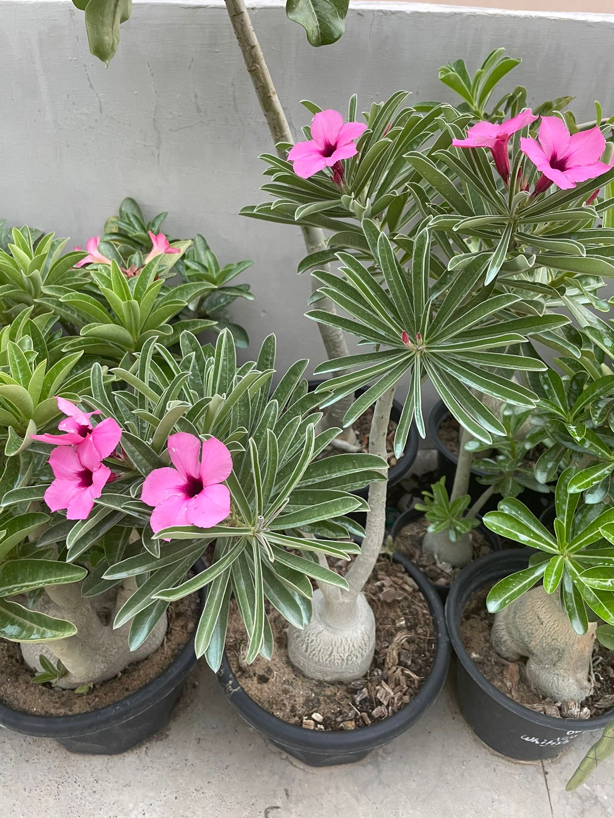Adenium Swazicum (3+ Year) - Image 4
