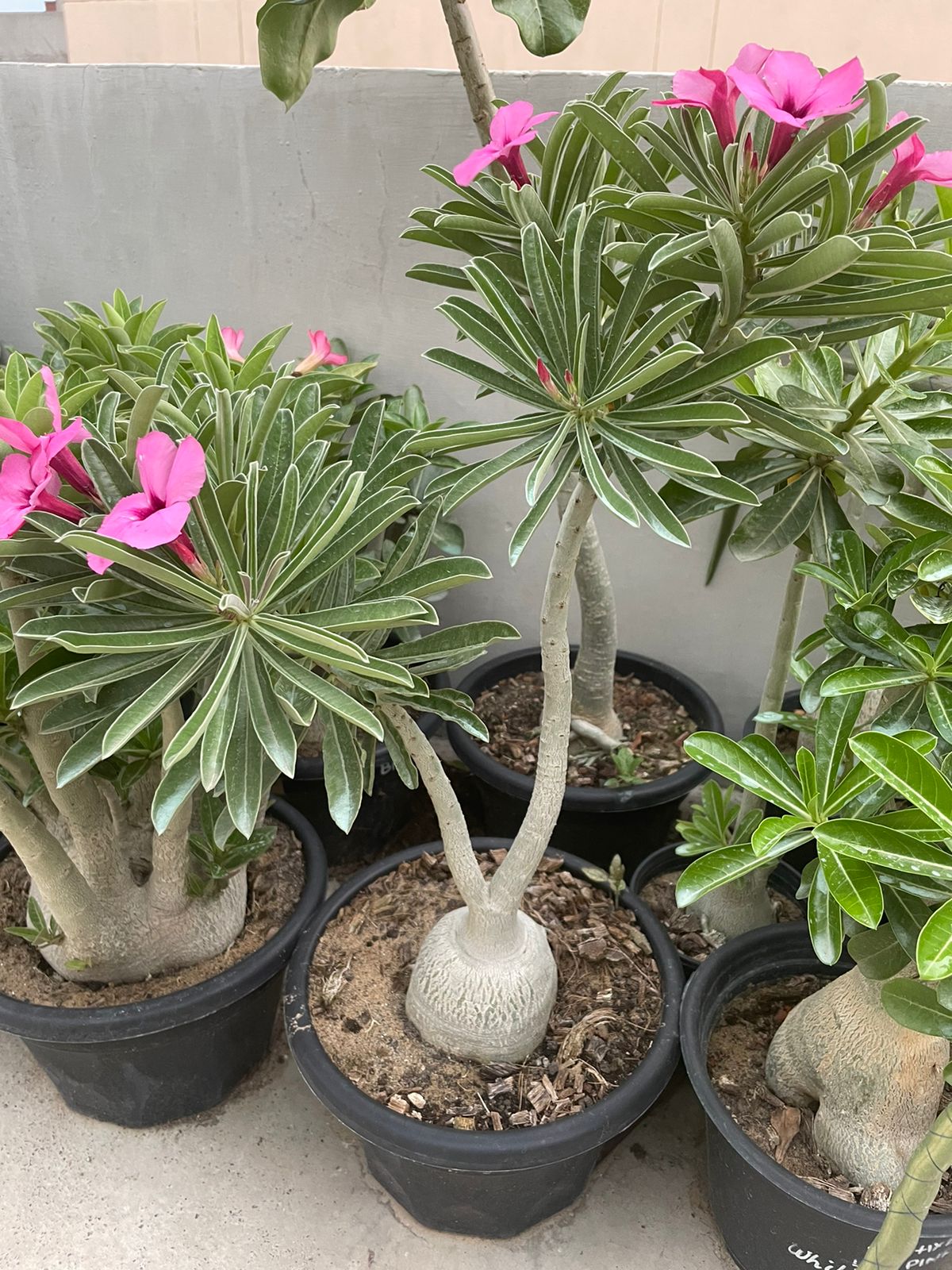 Adenium Swazicum (3+ Year) - Image 3