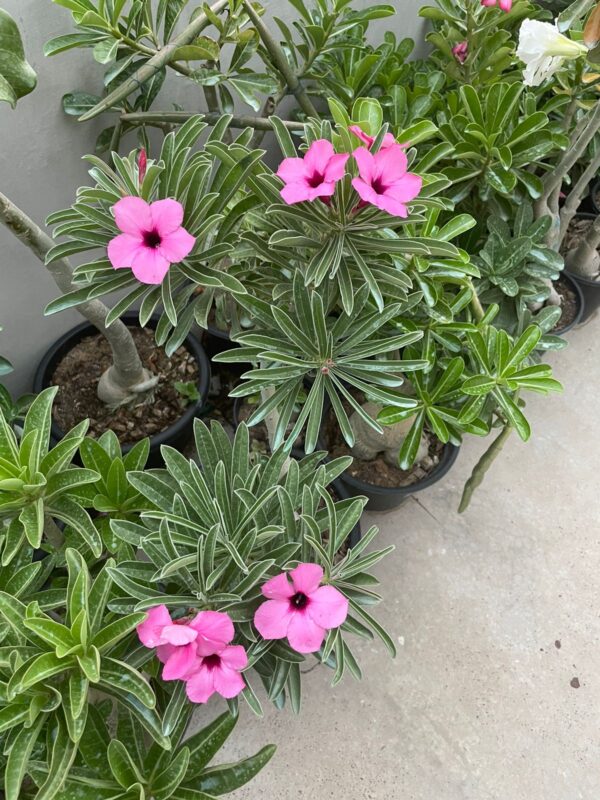 Adenium Swazicum (3+ Year) - Image 2