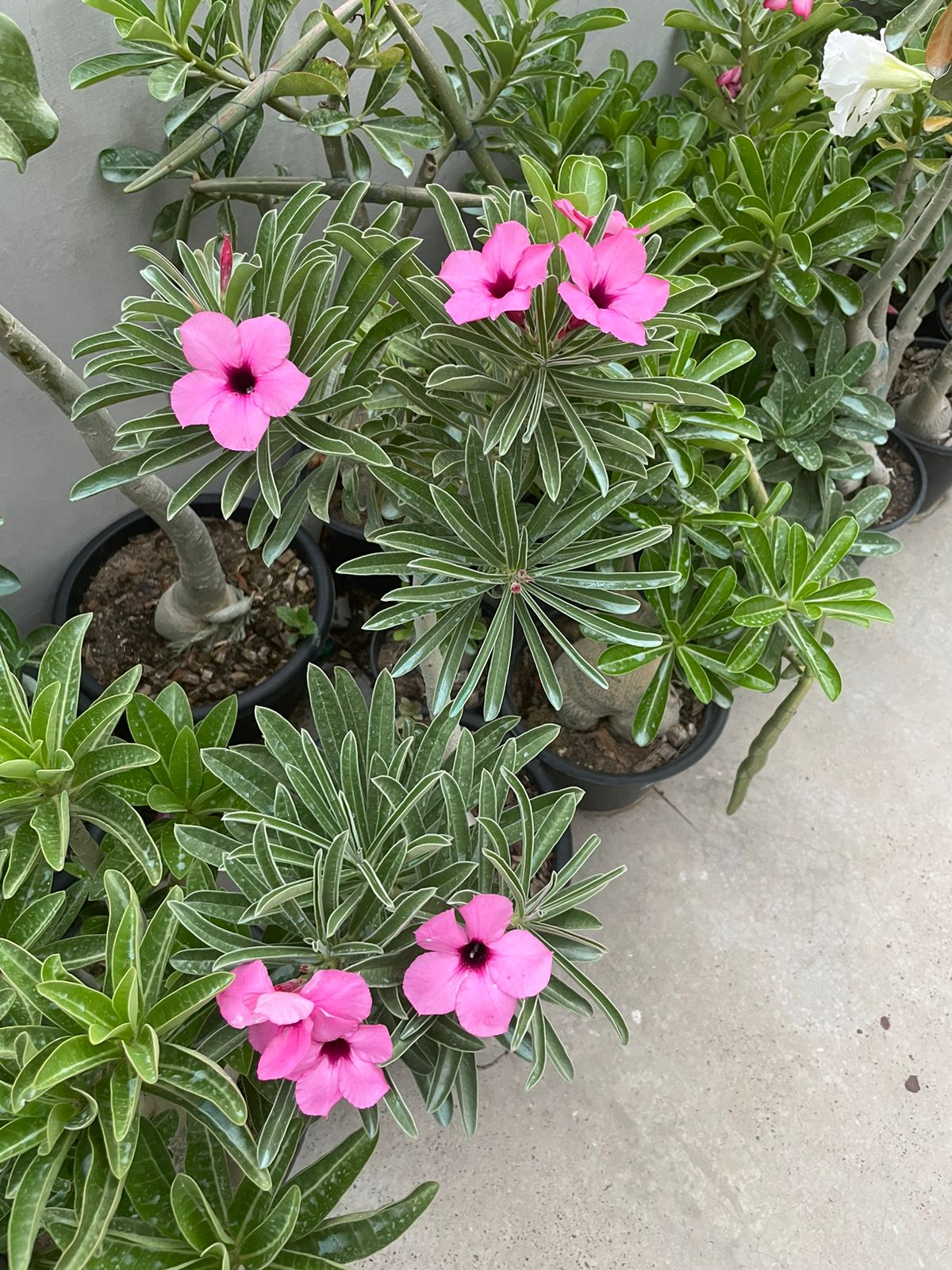 Adenium Swazicum (3+ Year) - Image 2