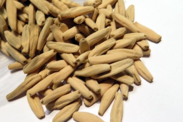 A. Arabicum – W.N.P. (Seeds)