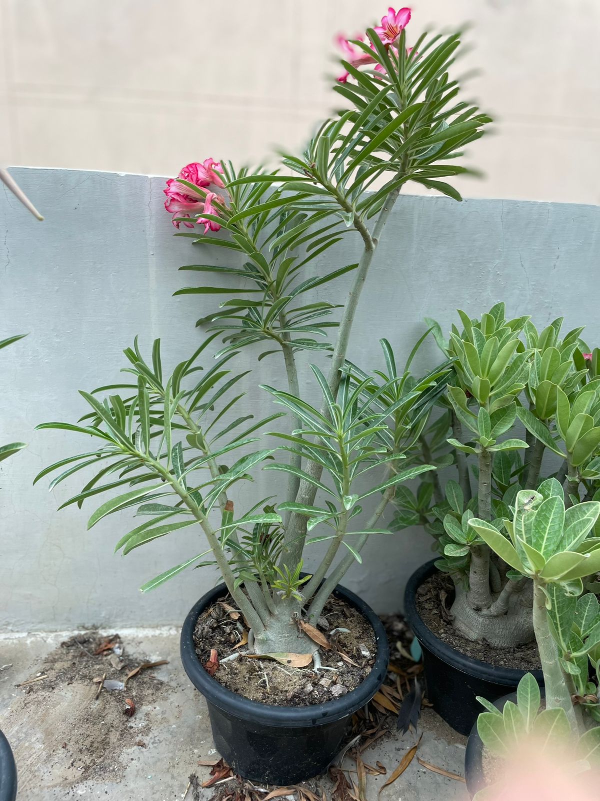 Nova Tanzania (Mature) 2.5+ Year
