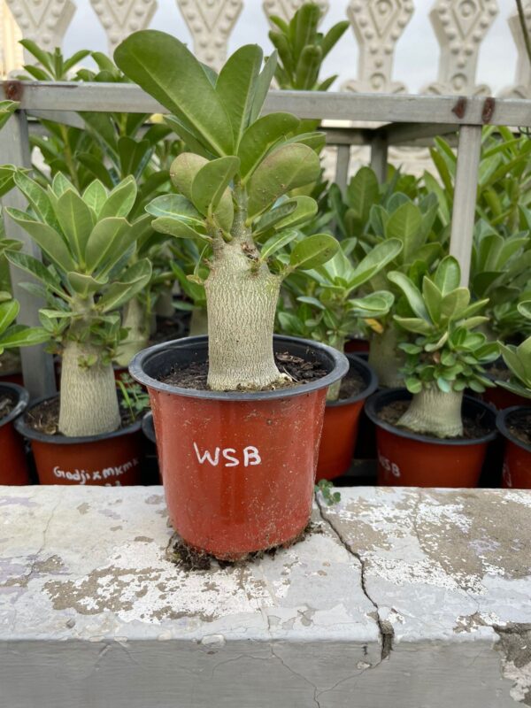 A. Arabicum – WSB (1.5+ Year)