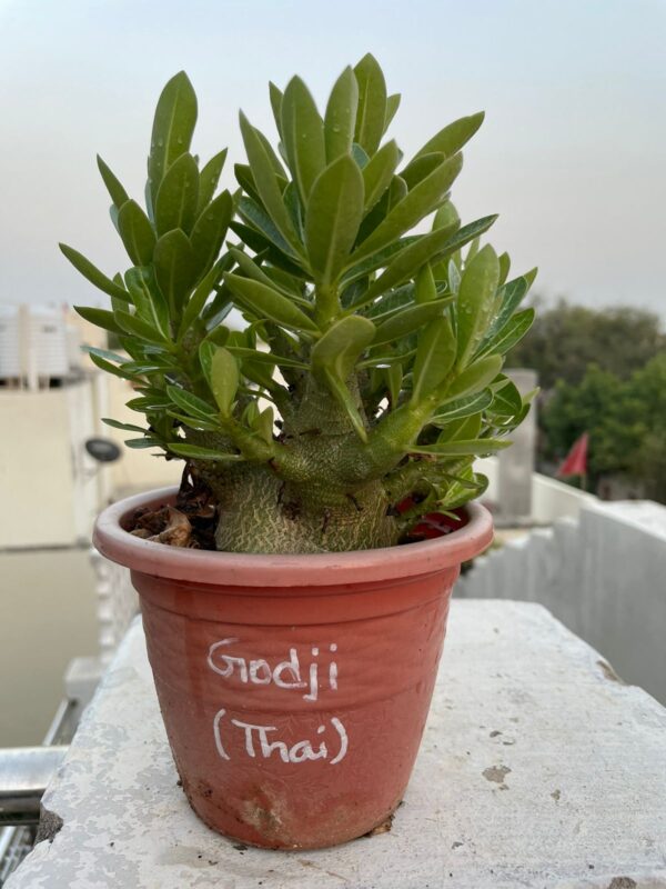 A. Arabicum – Godji-Thai (1.5+ Year)