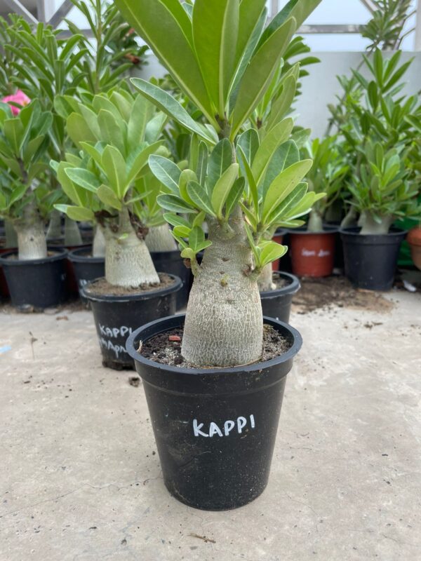 A. Arabicum – KAPPI (1.5+ Year) - Image 2
