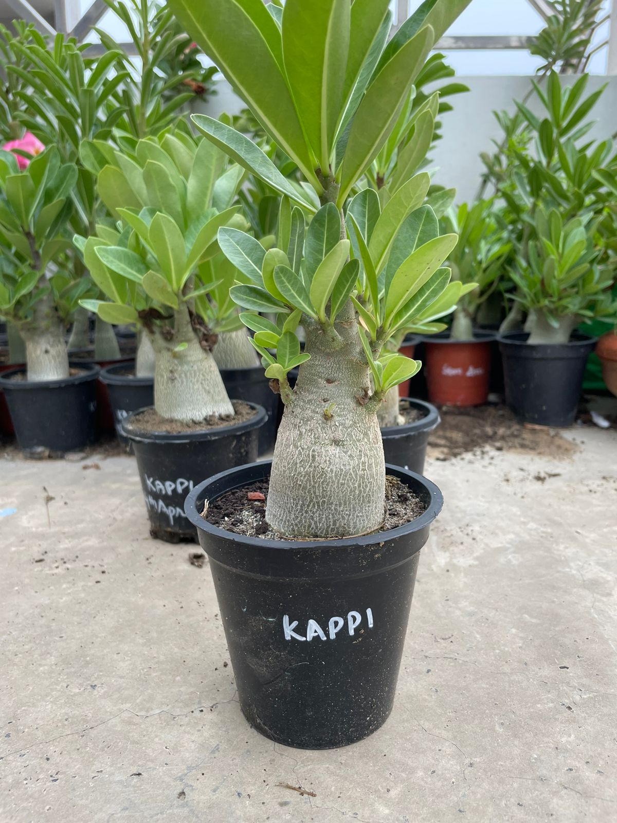 A. Arabicum – KAPPI (1.5+ Year) - Image 2