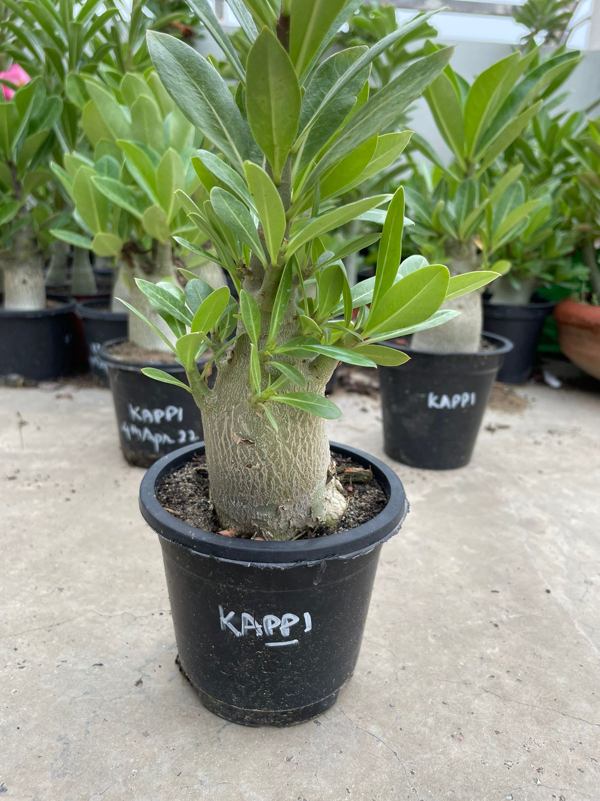 A. Arabicum – KAPPI (1.5+ Year)