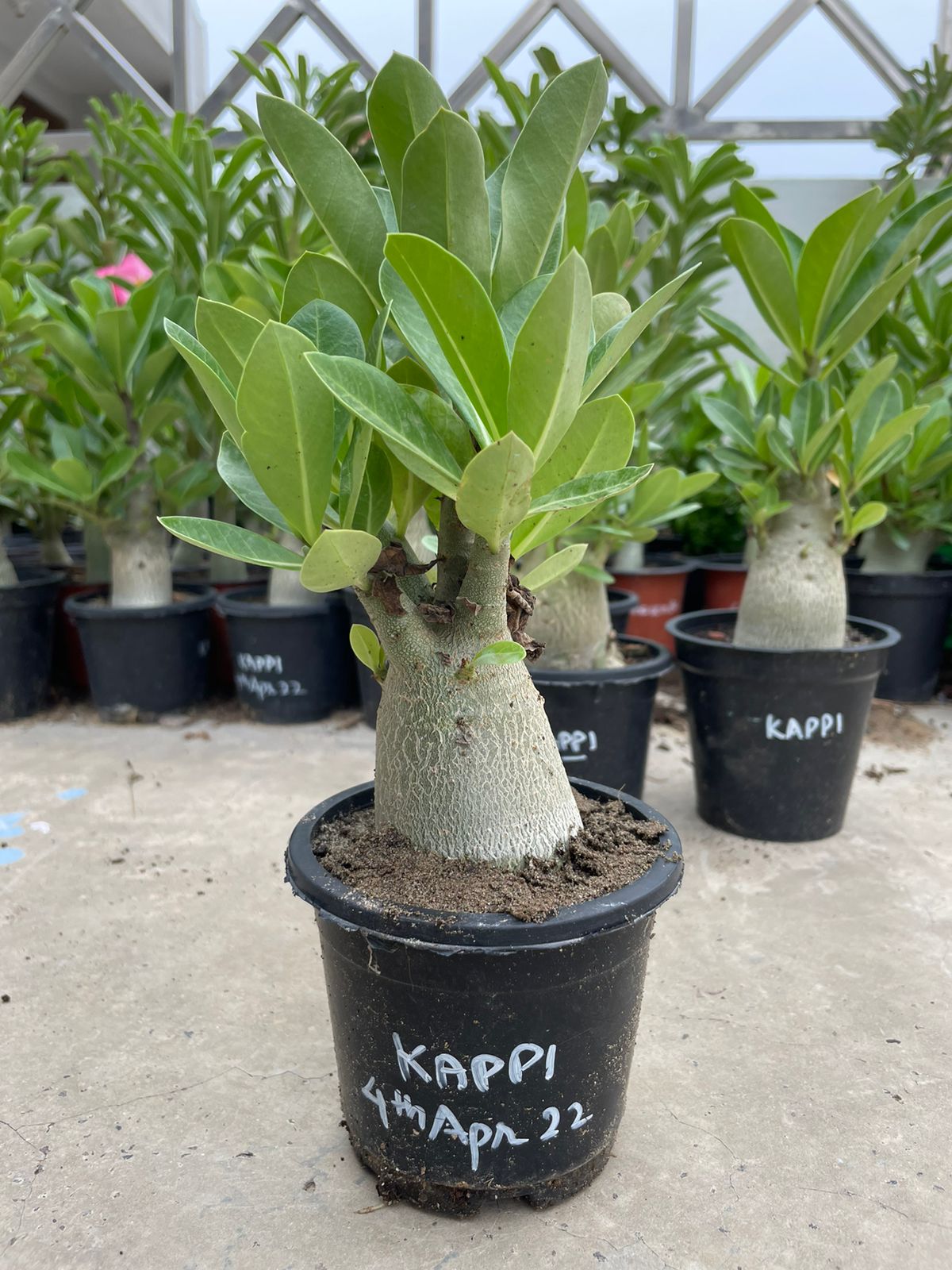 A. Arabicum – KAPPI (1.5+ Year) - Image 4