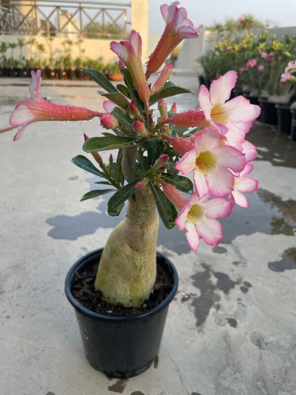 A. Obesum Hyb. (3.5+ Year) Light Pink