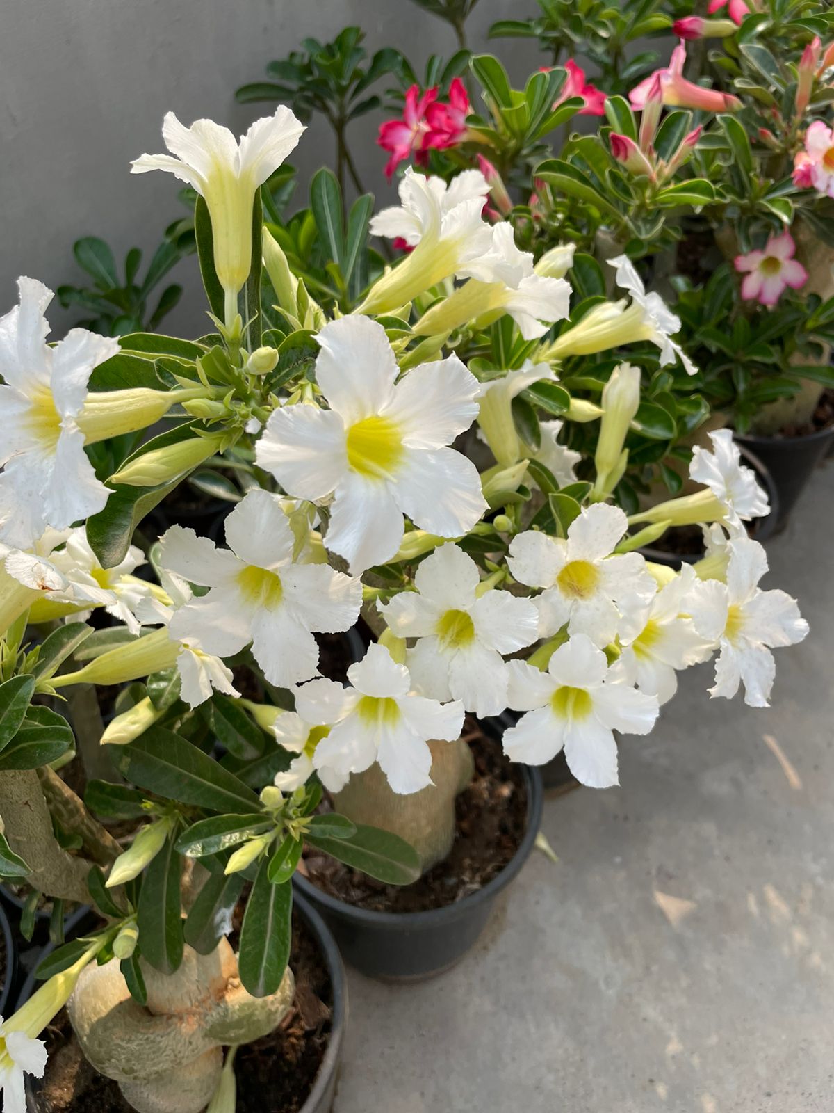 A. Obesum Hyb. (3.5+ Year) White