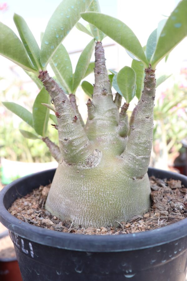 A. Arabicum – Godji-Pure (1.5+ Year)