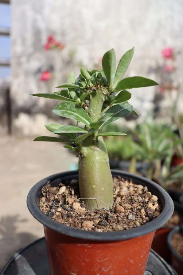 A. Obesum Cristate (1+ Year) 6-8" Height