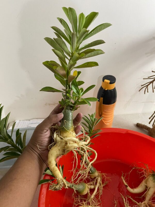 Adenium Obesum Hyb. (1.5+ Year)