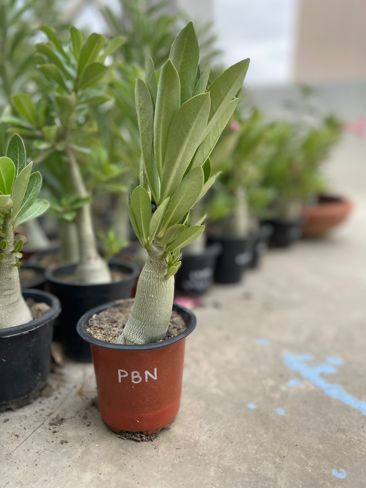 A. Arabicum – P B N (1.5+ Year)