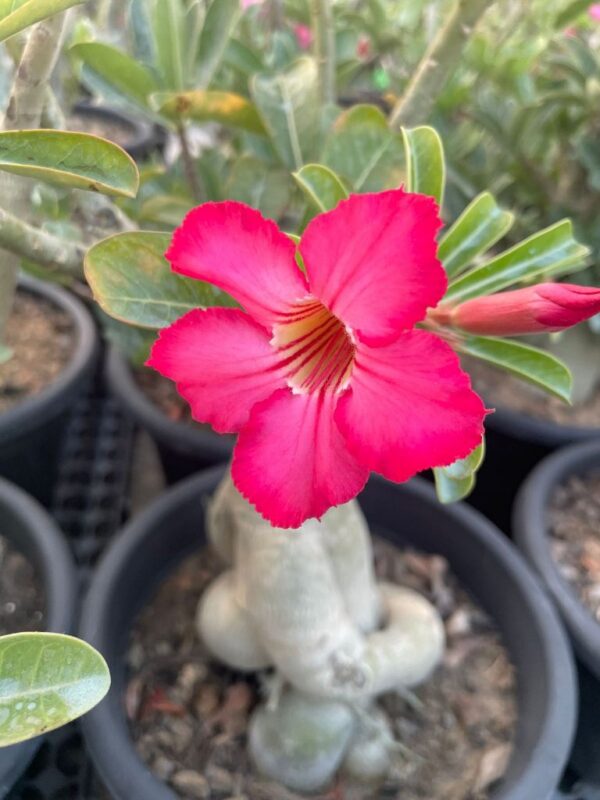 Adenium Obesum Hyb. (5.5+ Year)