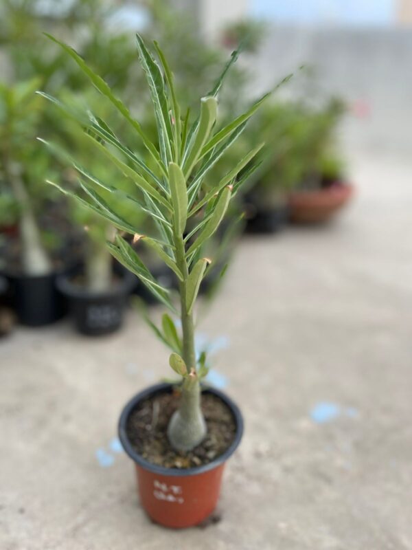 Nova Tanzania (Seedling) 1.5 Year