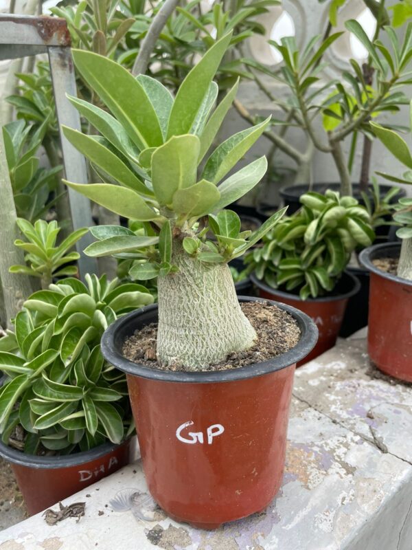 A. Arabicum – Green Pod (1.5+ Year)