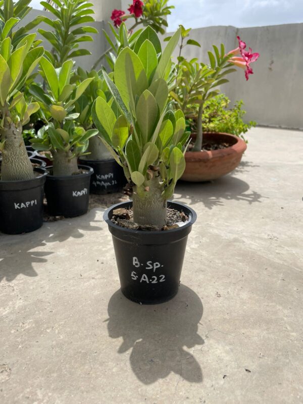 A. Arabicum – Black Spear (1.5+ Year)
