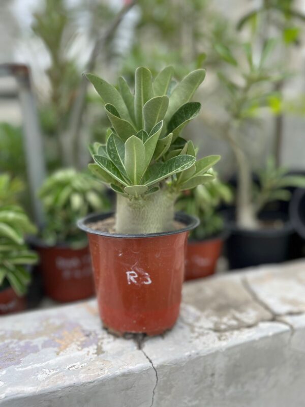A. Arabicum – Red Bengal (1.5+ Year)