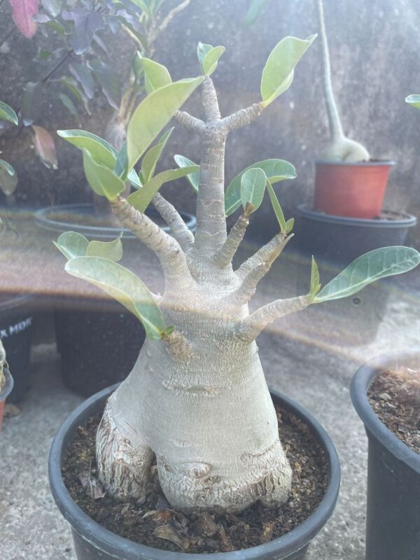 A. Arabicum – KAPPI (2.5+ Year)