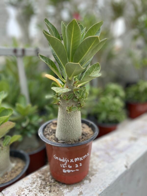 A. Arabicum – Godji x MKMK (1.5+ Year)