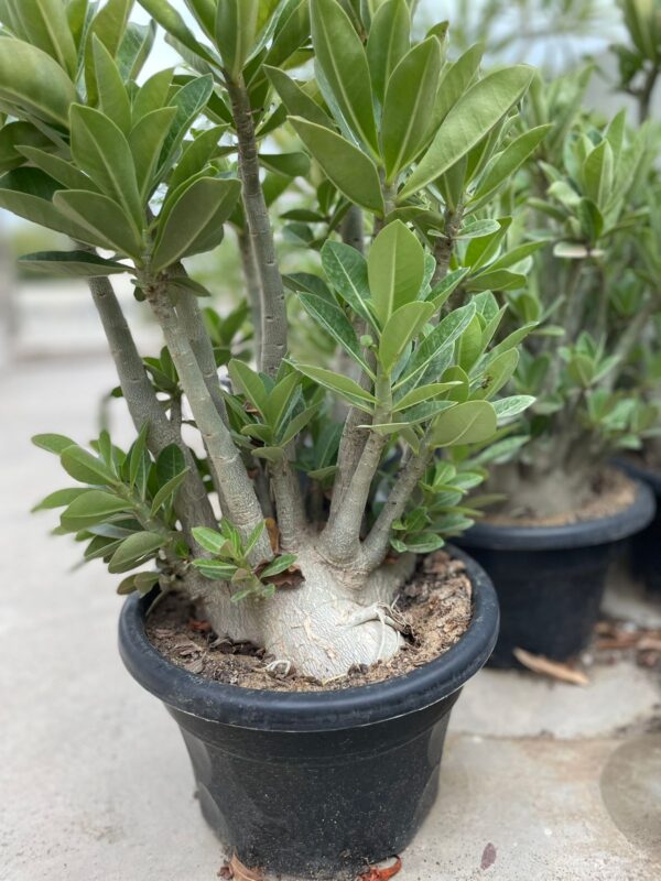 A. Arabicum Geronimo (2.5+ Year)