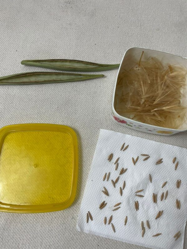 A. Obesum Hyb. (Seeds) Mix Colour