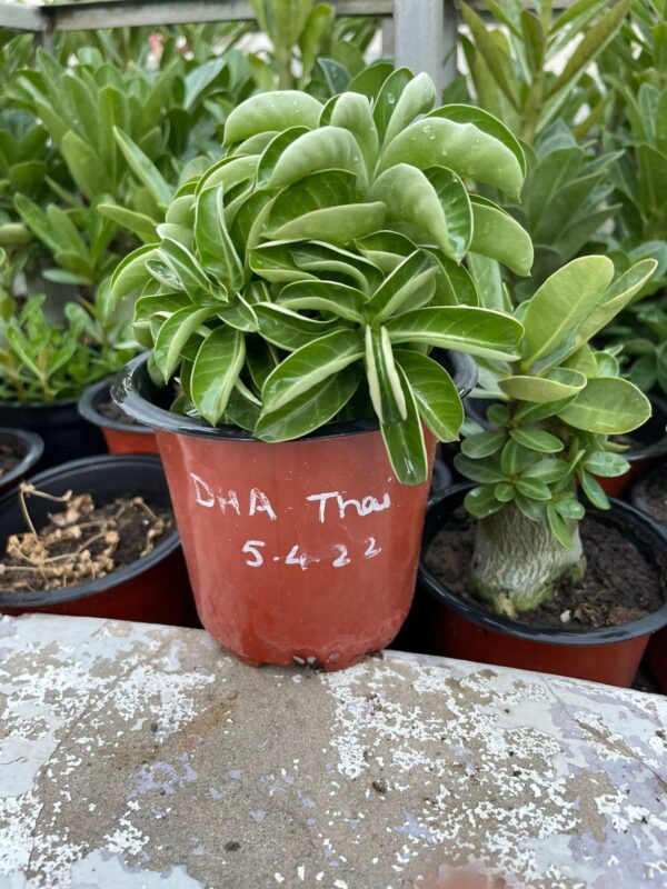 A. Arabicum – DHA-Thai (1.5+ Year)