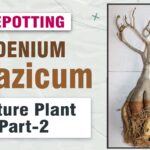 How to repot Adenium Swazicum Mature plants