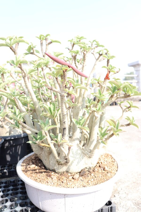 A. Arabicum – Geronimo (5+ Year)