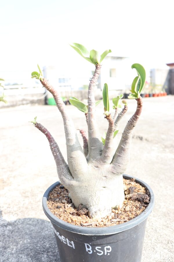 A. Arabicum – Black Spear (2.5+ Year)