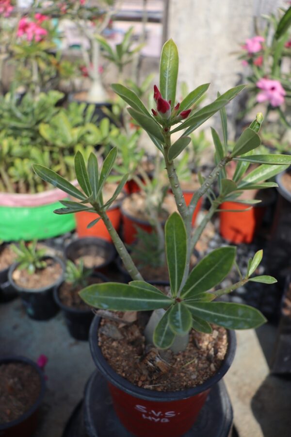 A. Somalene Var Somalene–HYB (1.5+ Year)