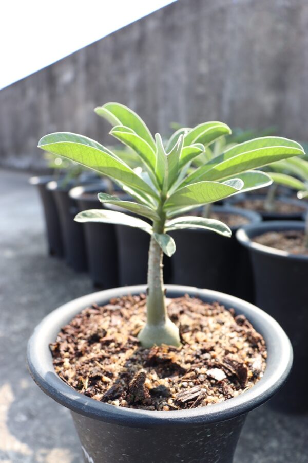 Adenium Swazicum (1+ Year)- From Habitat Seeds