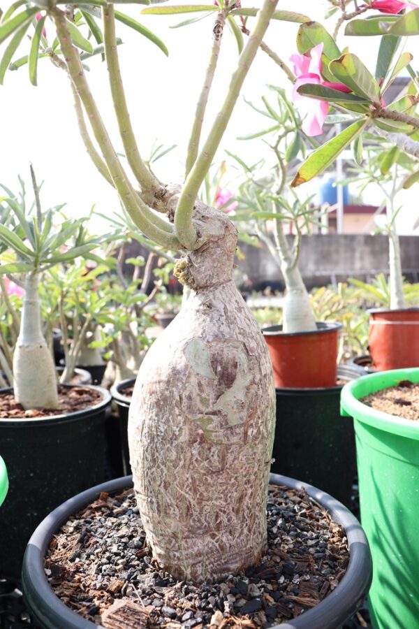 Adenium Swazicum (5+ Year)- From Habitat