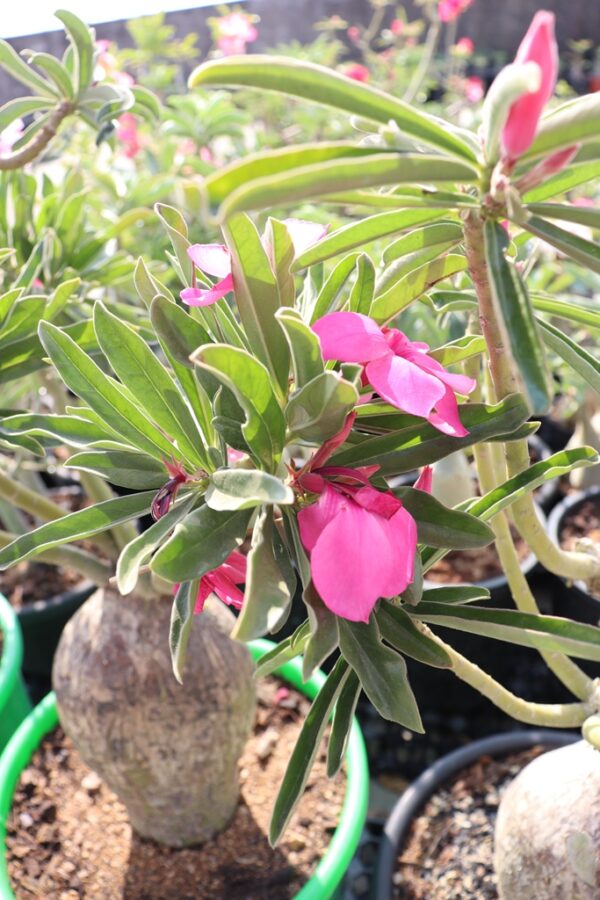 Adenium Swazicum (5+ Year)- From Habitat