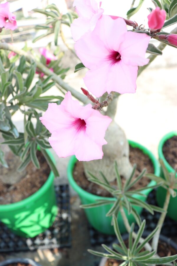 Adenium Swazicum (7+ Year)-From Habitat