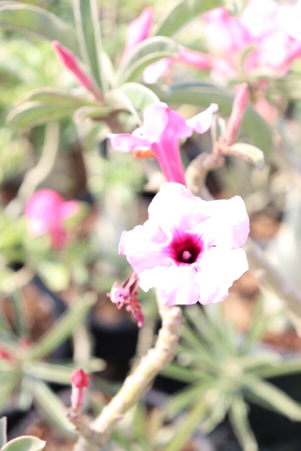 Adenium Swazicum (4+ Year)- From Habitat Seeds