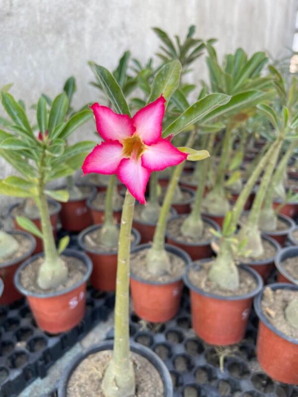 A. Somalene Anaconda– (1+ Year)