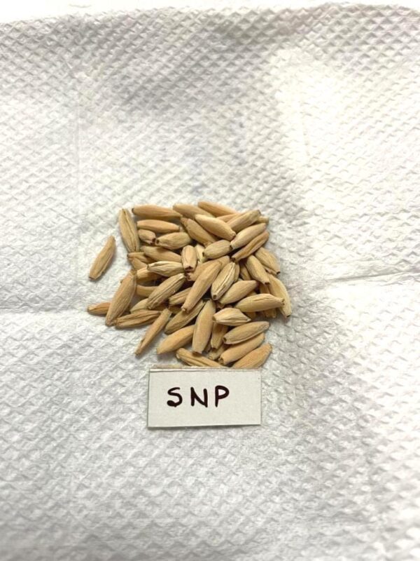 A. Arabicum – SNP (10 Seeds-1set)
