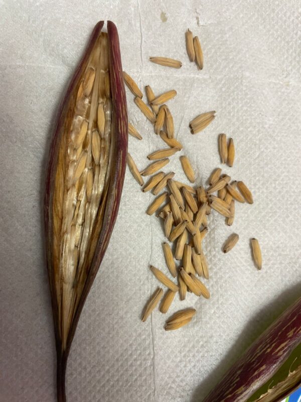 A. Swazicum – Pink (5 Seeds-1set)