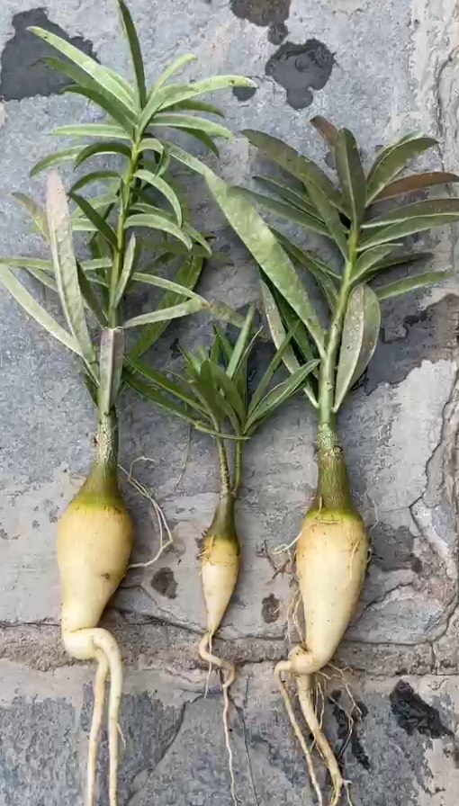 A. Swazicum (3 plants combo, 1+ Year)- From Habitat Seeds